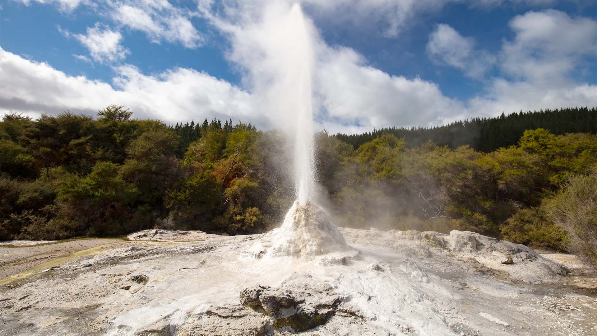 Discover the Beauty of Lady Knox Geyser Rotorua