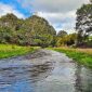 The Beauty of Te Waihou Walkway 85x85