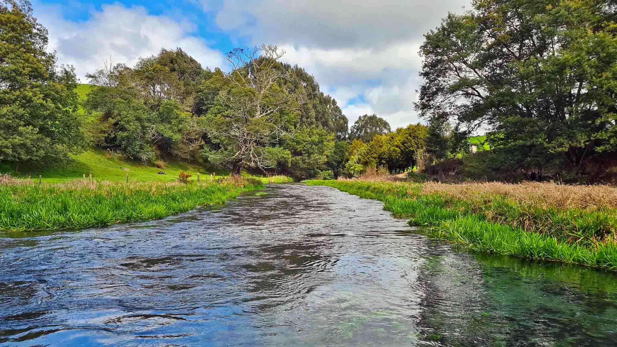 The Beauty of Te Waihou Walkway A Hidden Gem in New Zealand