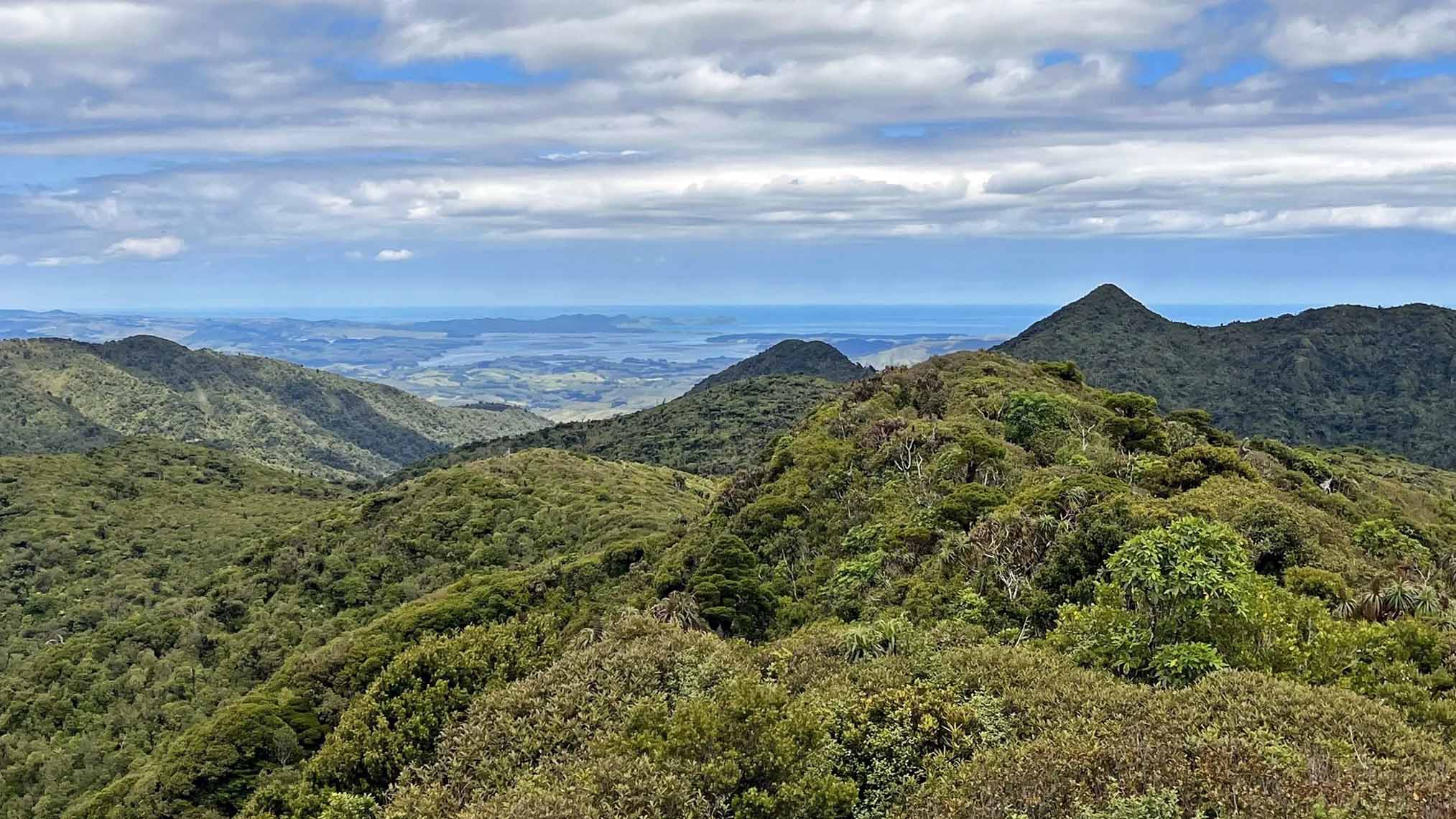 The Majestic Beauty of Mount Pirongia